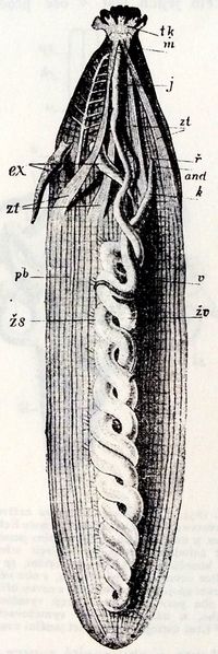 별벌레류의 체강 내 그림