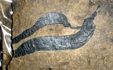 Lecthaylus는 성구동물의 화석으로 여겨지지만, 의문을 제기하는 의견도 있다.