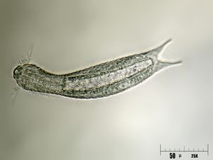 Lepidodermella squamata (털벌레목)