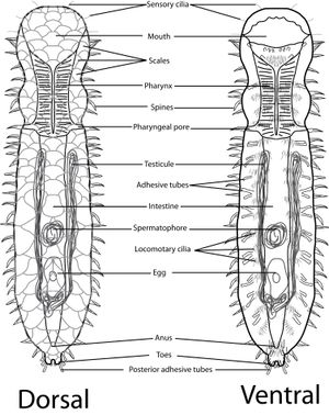 Diplodasys rothei의 해부학적 구조