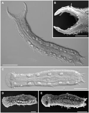 Ptychostomella sp., Macrodasyida