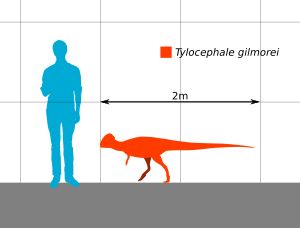 틸로케팔레와 사람의 크기 비교
