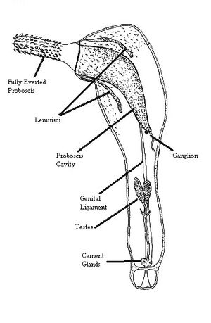 Acanthocephalan의 형태 도표
