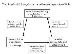 Polymorphus spp.의 생활사 도표