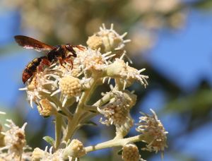 꿀벌과꽃벌 (Scolia chrysotricha)의 먹이활동