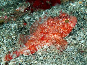 Scorpaena miostoma}}