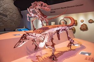 포스토수쿠스와 데스마토수쿠스