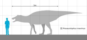 사람과 프로사우롤로푸스의 크기 비교