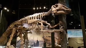 로열 티렐 고생물학 박물관에 전시된 프로사우롤로푸스 골격