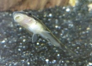 유리면에 붙어있는 오토싱클루스