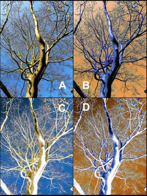 컬러 양화상 (A); 컬러 음화상, 휘도 양의상 (B); 컬러 양화상, 휘도 음의상 (C); 그리고 완전 음화상 (D).