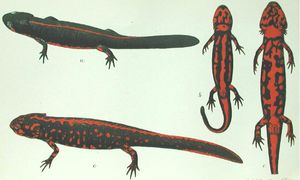 붉은색과 검은색 [[영원 (동물)|영원]] 그림 패널