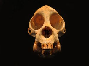 붉은대머리우아카리 수컷(C. c. rubicundus)의 두개골, 상파울루 대학교 동물 박물관