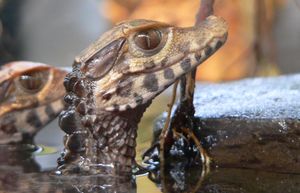 쾰른 동물원에 있는 유체