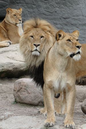 하겐베크 동물원의 사자