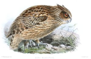 J. G. Keulemans 그림