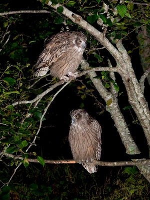 섬부엉이 암수 한 쌍, 짝짓기 상대일 가능성이 있다.