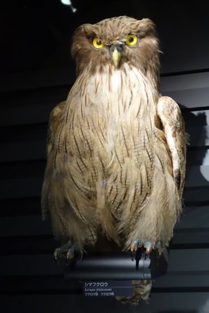 도쿄 국립과학박물관에 전시된 섬부엉이 박제.