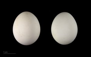 Nymphicus hollandicus