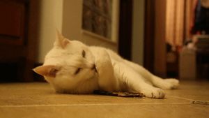 개다래에 반응하는 고양이