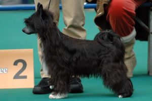 차이니스 크레스티드, 파우더퍼프