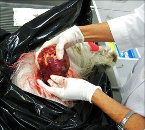 부검 중 제거된 암이 있는 잔존 고환