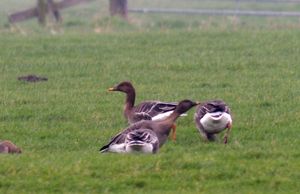 뒤쪽에 시베리아 콩기러기(Anser fabalis sensu stricto), 앞쪽에 툰드라 콩기러기(Anser serrirostris), 오른쪽에 회색기러기(Anser anser), 네덜란드 노르트홀란트 주 스파르담