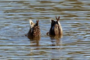 WWT 런던 습지 센터(WWT London Wetland Centre), 런던 바네스(Barnes, London)에서 물장구치는 알락오리 암컷과 수컷