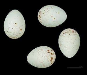 Carduelis carduelis carduelis