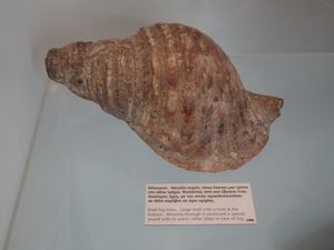 좁은 쪽에 구멍이 있는 해양 조개껍질로 만든 안개 경적