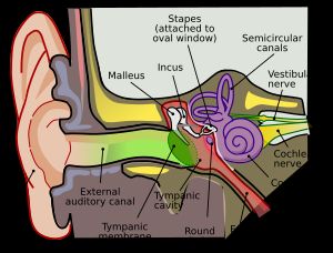 소리 전달 과정을 보여주는 이미지: 바깥귀, 가운데귀, 속귀와 바깥귀를 통해 이소골로, 가운데귀를 거쳐 속귀와 달팽이관으로 연결되며, 코르티 기관이 위치한다.