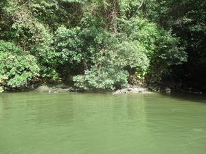 멕시코 치아파스주 수미데로 협곡 국립공원의 아메리카악어