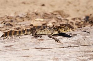 콜롬비아에서 부화한 아메리카악어