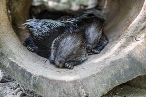 슈트랄준트 동물원에서 굴에서 잠자는 인도호저