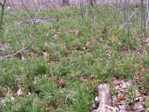 군락에서 자라는 모습