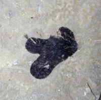 Lygodium kaulfussi}}의 인상 화석.