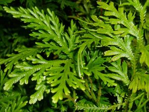 Selaginella canaliculata