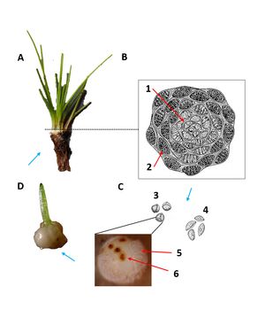 물부추속의 생식 주기