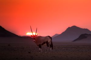 나미브 사막의 세스리엠 입구에 있는 오릭스