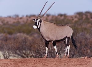 미국 뉴멕시코주 우팸 북쪽의 호르나다 델 무에르토 길에 있는 수컷
