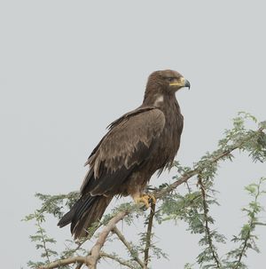 인도 및 아시아 지역에 서식하는 뚜렷하게 더 어두운 아종, A. r. vindhiana.