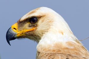 황갈색수리의 머리