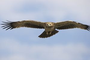 비행 중인 황갈색수리