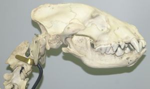 국립 자연사 박물관(National Museum of Natural History), 워싱턴 D.C. 내셔널 몰(National Mall)에 있는 갈색하이에나의 두개골.