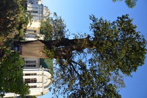 요크 스트리트에 있는 노예 나무. 이 나무는 케이프 식민지에서 노예제 폐지가 시행되기 전, 심어진 지 19년 후 이 마을에서 노예 경매가 열리던 장소였다.