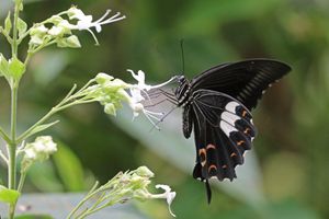 인도 케랄라 지역의 P. h. daksha