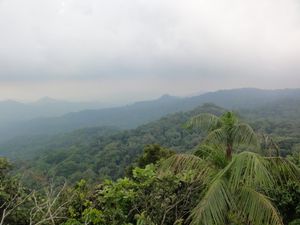 열대 우림 프란시스코 델 카르멘 카르바할 시(Francisco del Carmen Carvajal Municipality)