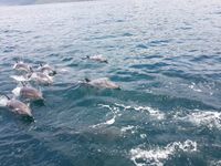 돌고래 - 모치마 국립공원