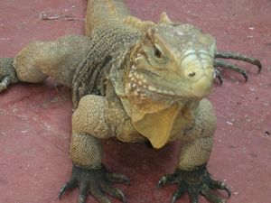 남동부 쿠바의 관광 리조트에 있는 Cyclura nubila.