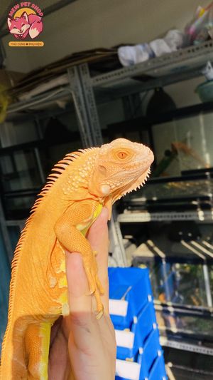 알비노 이구아나 - 애완동물로 사육하기 위해 번식